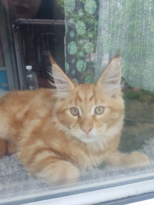 Продам котенка породы Мейн-кун
