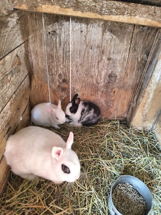 Iepuri hotot și minilop.