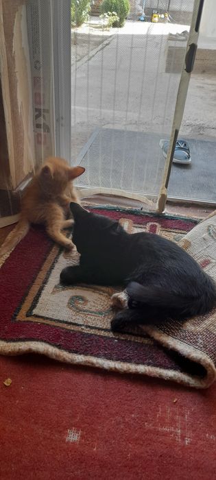 Котят отдадим в хороший руки