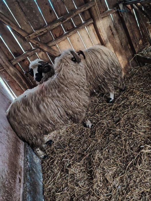 Berbeci de vânzare sau schimb cu oi