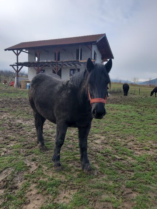 Vând 3 cârlane de 2 ani jumatate