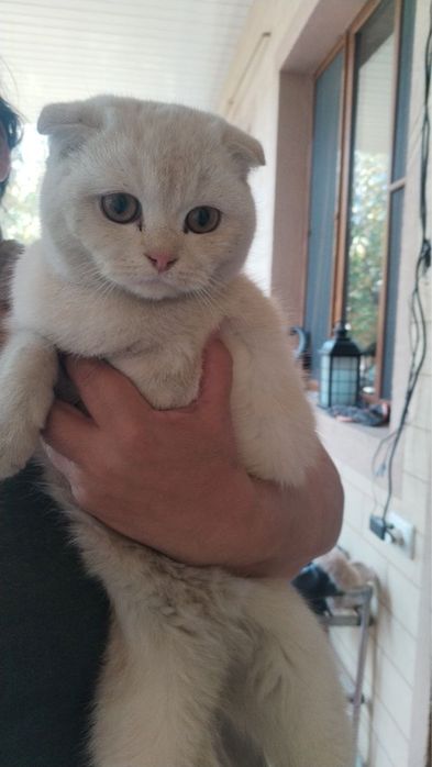 Маленкий кошка дамашний серебристий