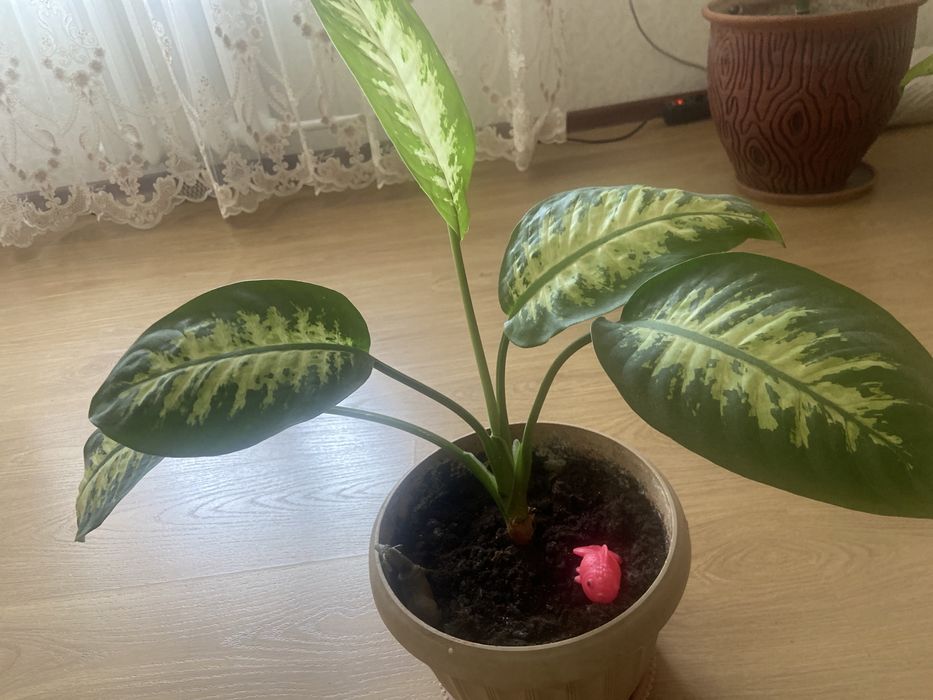 Продается цветок- диффенбахия