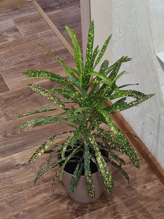 Кротон красивый.