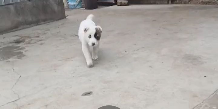 Щенок алабай девочка