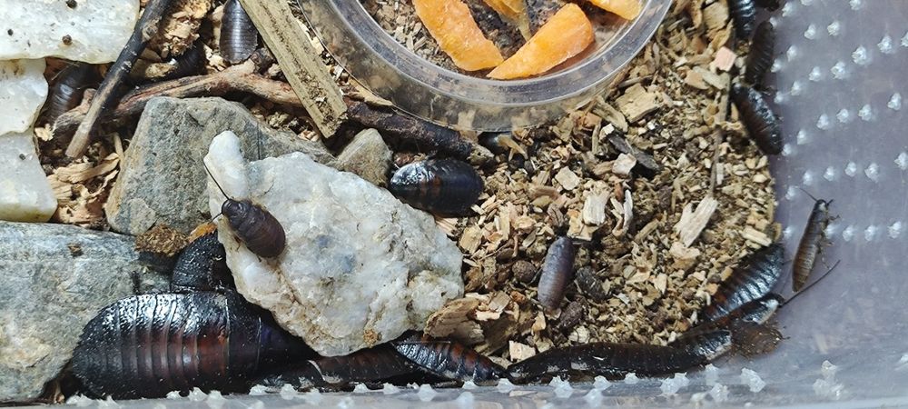 Мадагаскарские шипящие тараканы