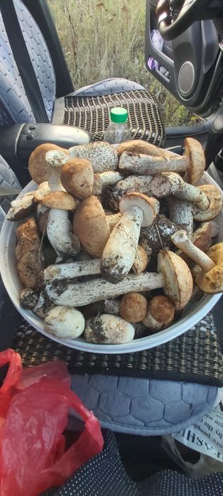 Грибы разные . Подтопольники/лисички/груздь