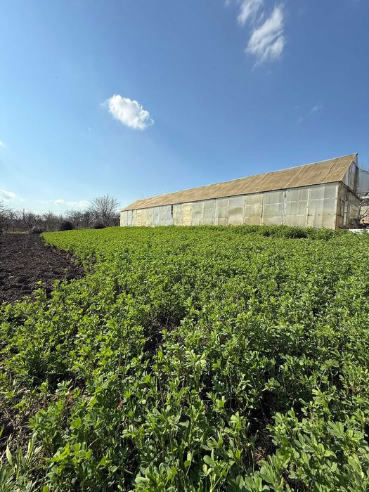 Teren de vânzare cu seră și vie în com. Belcești, jud. Iași