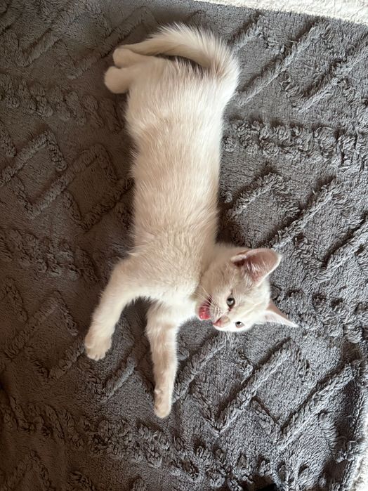 Отдам котенка в хорошие руки