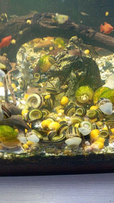 Продам улиток