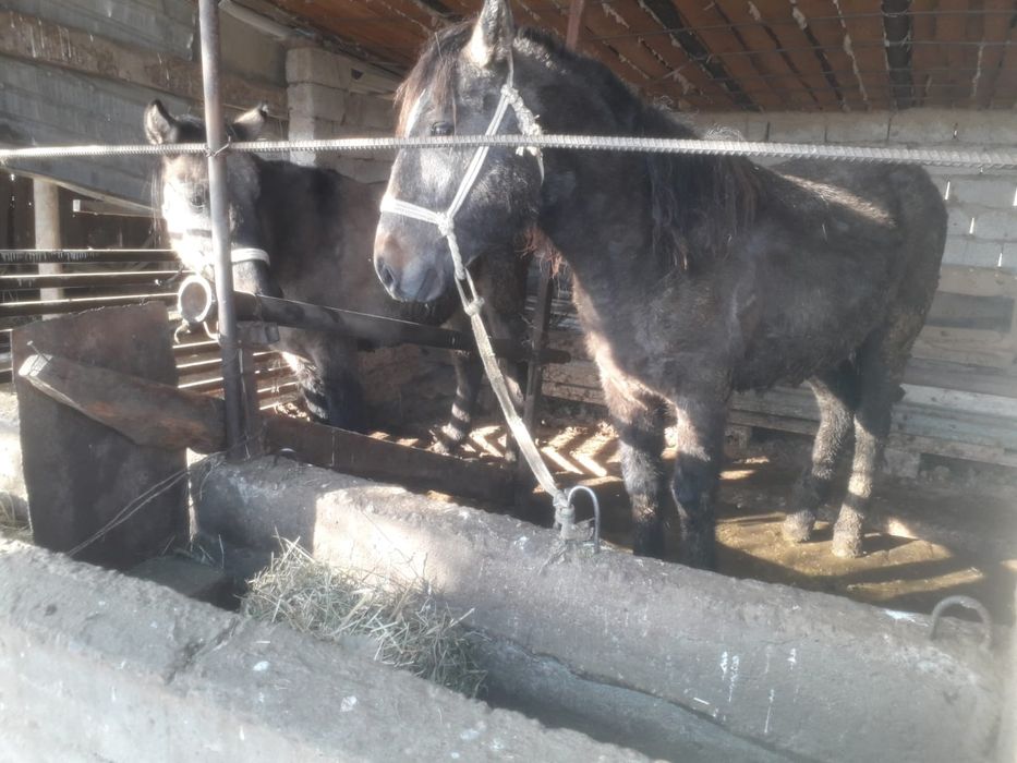 Палтарашка бордахы сатылады