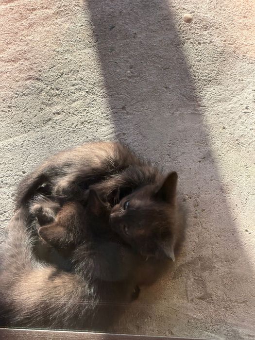 Отдам котят даром
