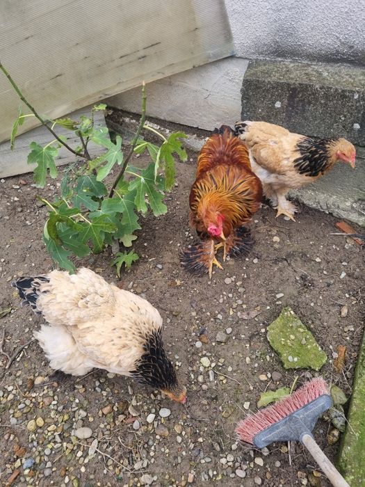 De vanzare brahma columbia