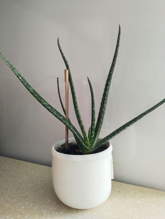 Алое вера разные