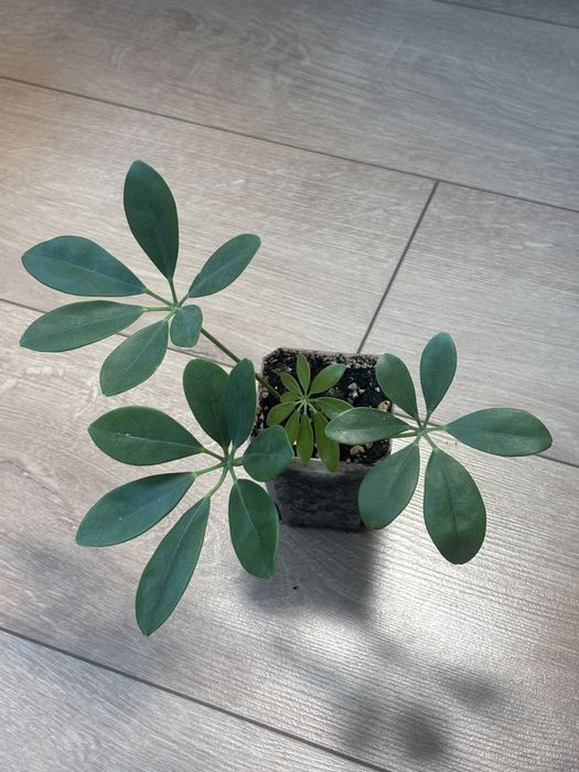 комнатные растения разные