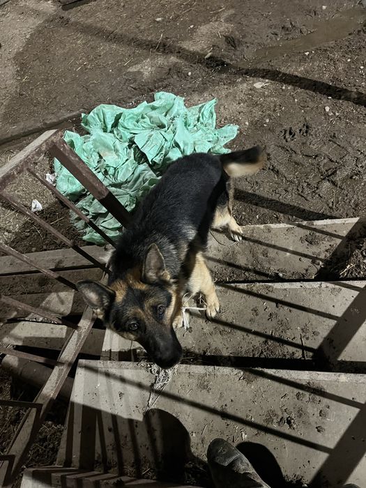 Сабака таза овчарка 1.4 жаста