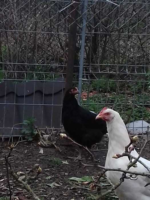 Vānd 7 gaini si un cocos