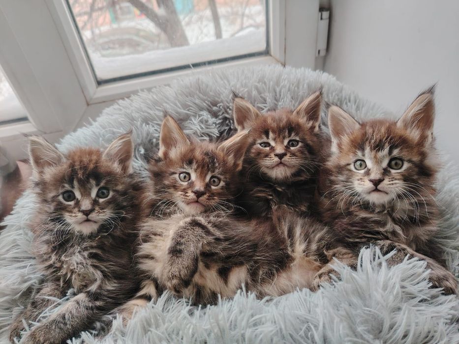 Вязка кот мейнкун