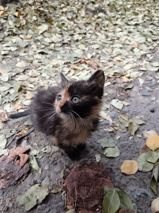 Котенок ищет добрые руки