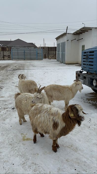 Буаз ешкілер сатылады