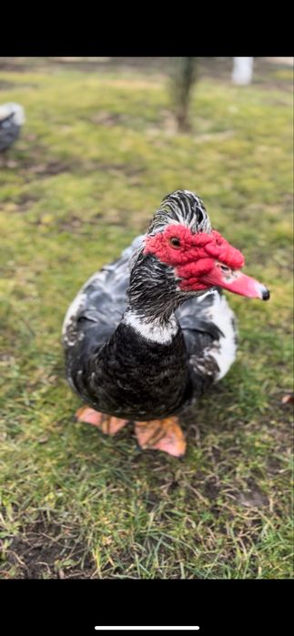 Rațe mute de vanzare!