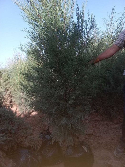 Арча Можжевельник кучатлари