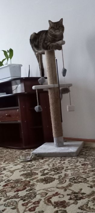 Отдам британку в добрые руки!