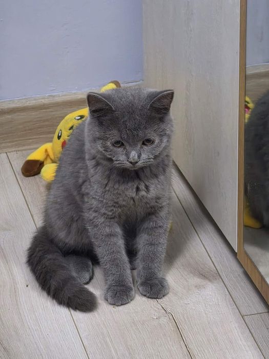 Британско коте мъжко