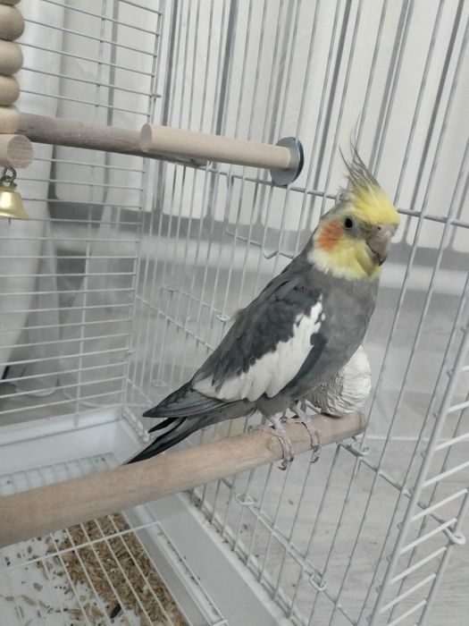 Папугаи карелла малчик