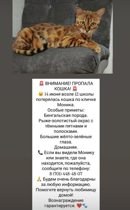 Пропала кошка Бенгалка,стерилизованная
