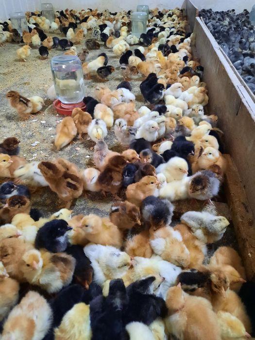 Есть цыплята ломан браун