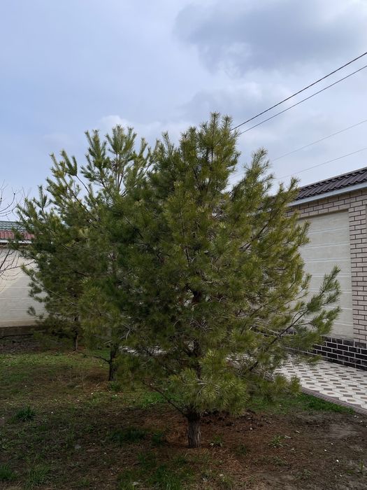 ёлки для сада!!!