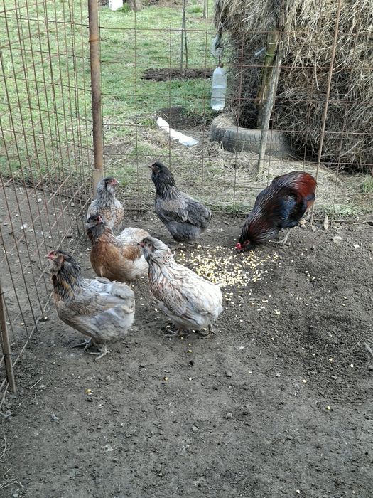 Găini și cocoși  Araucana