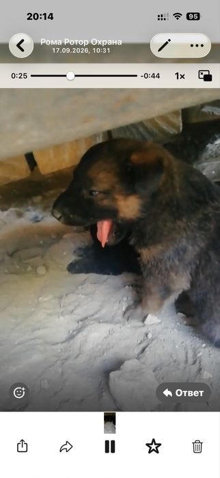 Щенки в хорошие руки отдадим