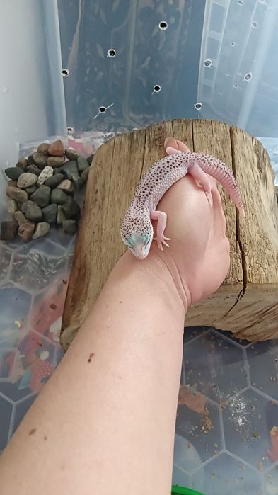 Леопардовый гикон