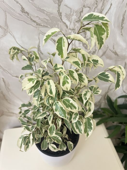 Комнатные цветочки