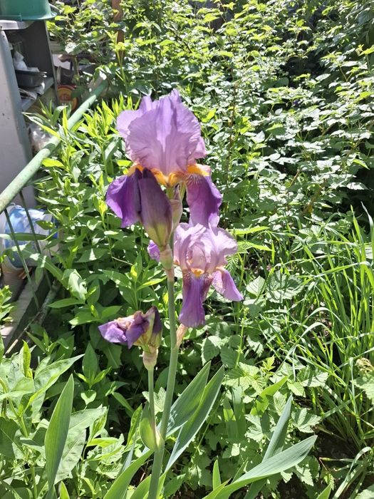 Цветы многолетнии разные