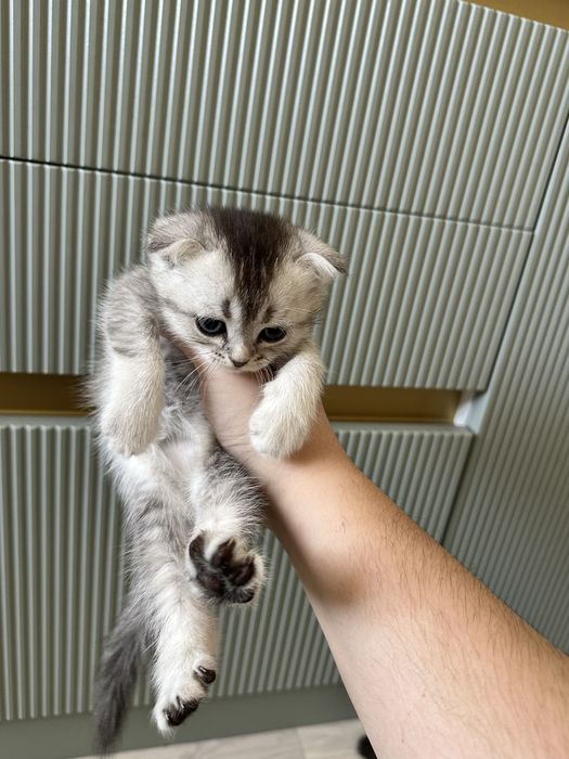 Котята шотладские