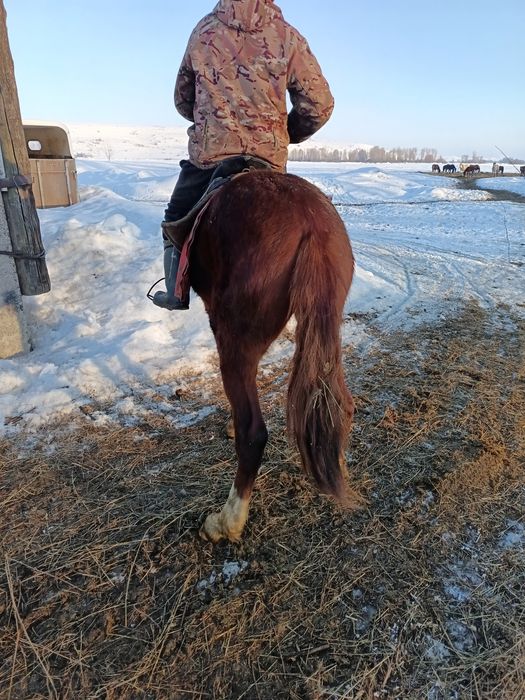 1.10месяцев жеребчик инаходец