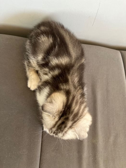 Шотландский котенок вислоухий