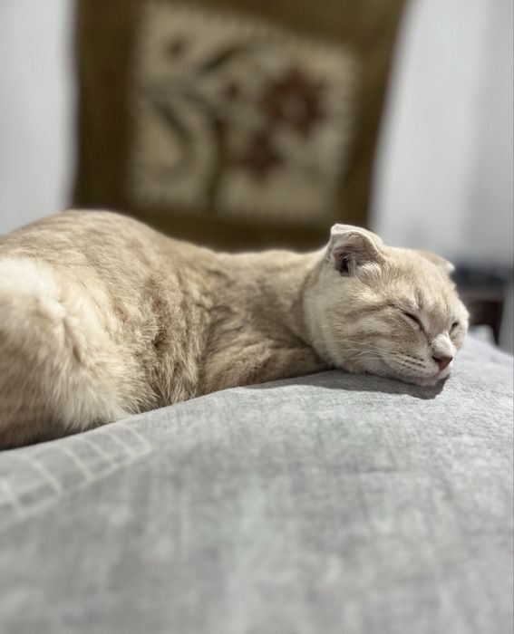Продается кошечка вислоушка