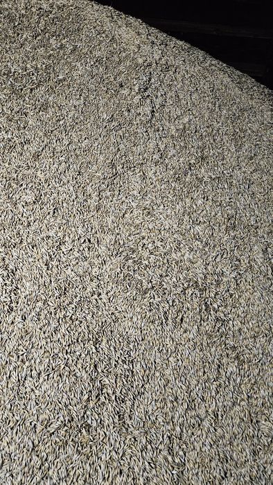 Ovăz de vânzare, recoltă 2025