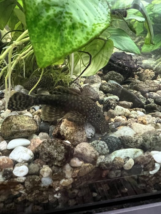 Анцитрус аквариумни рибки