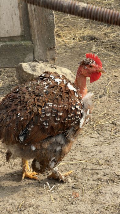 Предлагам оплодени яйца