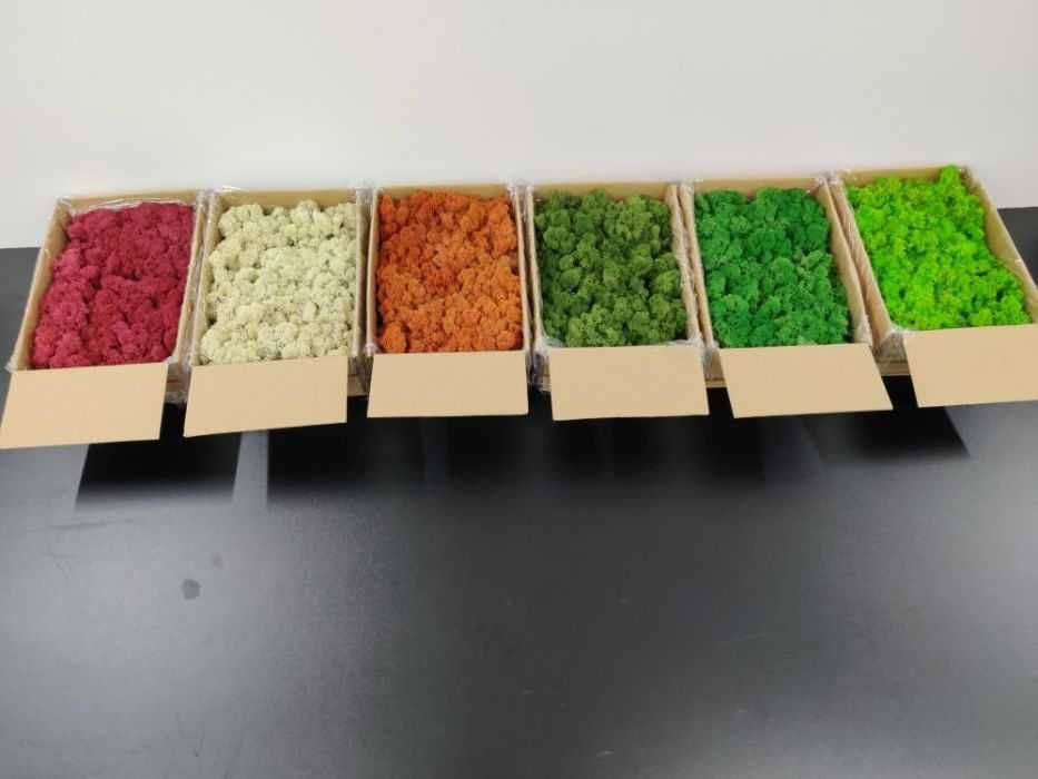 Licheni vrac  pret importator direct