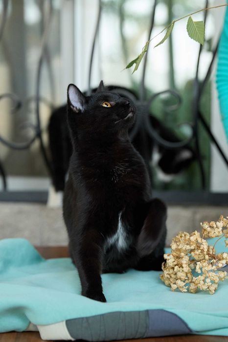 Молодой котик, мальчик, 8 месяцев