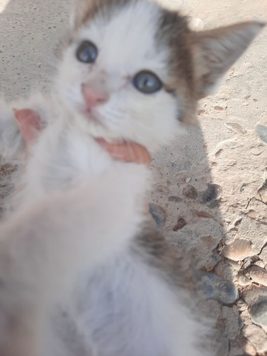 Котенок девочка 2 месяца.