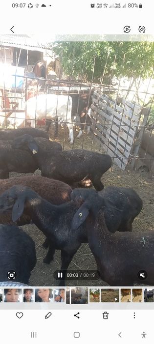 Тай сатылады жақсы аттың баласы
