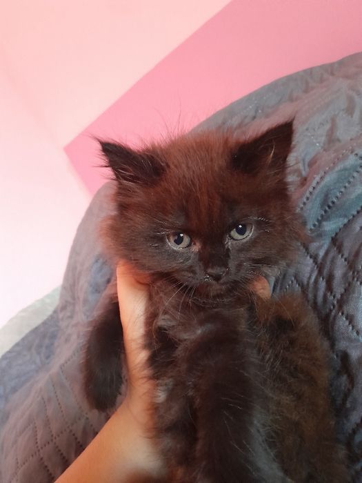 Котёнка  сибирская