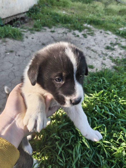 Подарявам 3 кученца